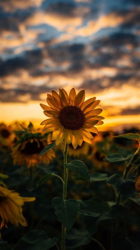 Every image can be downloaded in nearly every resolution to ensure it will work with your device. 50+ Yellow Aesthetic Sunflowers HD Wallpapers (Desktop Background / Android / iPhone) (1080p ...