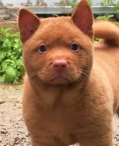 Incredible Red Puppy Somehow Resembles Both A Dog And Cat Advocating