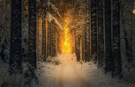 Sunset In The Winter Forest By Lauri Lohi