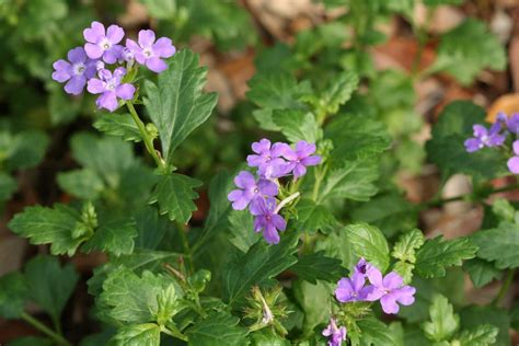 Hibiscus species, swamp hibiscus, scarlet rose mallow, texas star, scarlet hibiscus (hibiscus coccineus) by floridian. Native Florida Wildflowers: Beach Verbena - Gladularia ...