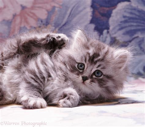 Fluffy Silver Tabby Kitten Photo Wp08500