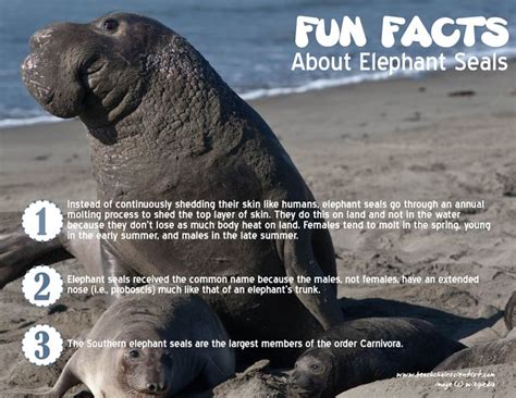 Marine Mammal Monday: Elephant seals | Elephant seal, Fun facts about