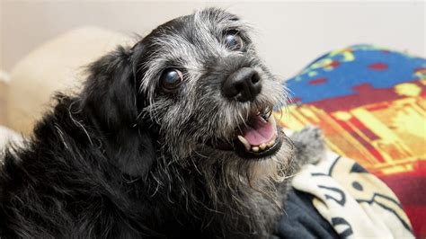 Mobility Problems In Older Dogs Helping Your Senior Dog