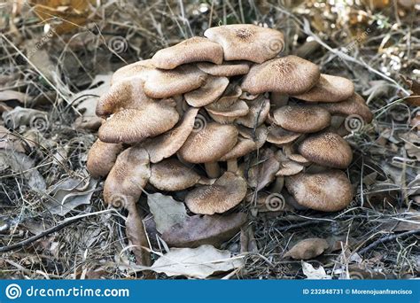 Armillaria Tabescens Ringless Honey Mushroom Light Brown Mushroom Pink