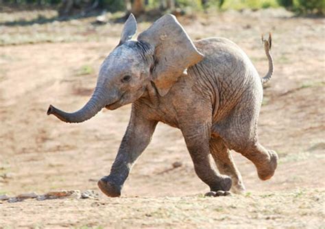 The 35 Cutest Baby Elephants You Will See Today Twistedsifter