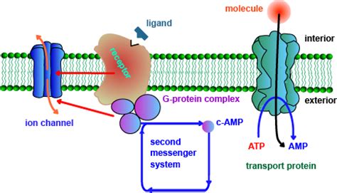 General functions of proteins in the cell membrane are: Cell Structure and Cell Organelles - Chemgapedia