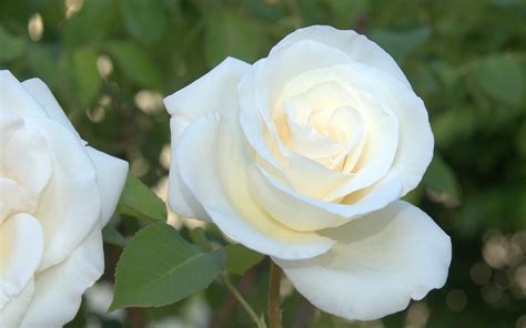 Beautiful White Roses Flowers Images Best Flower Site