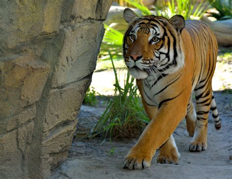 Sumatran Tiger Free Stock Photo Public Domain Pictures