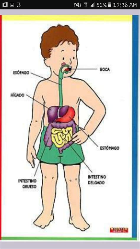 Sistema Digestivo Sistema Digestivo Para Ninos Aparatos Del Cuerpo Images