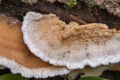 Slideshow 3031 18 Polypore Mushrooms Trametopsis Cervina On A Log