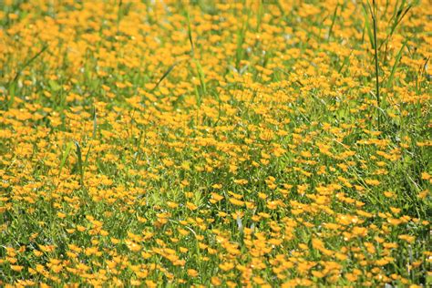 Meadow With Lots Of Yellow Flowers Cc0photo