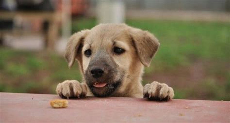 Up to date on puppy booster shots and dewormings. 8 Budget Friendly Dog Breeds In India | Dogspot.in