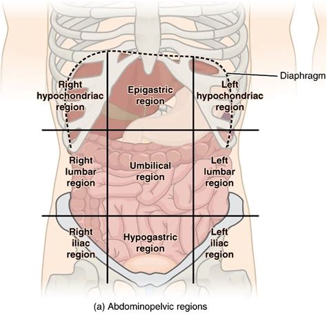 Anatomy Regions Abdomen Map Of Body