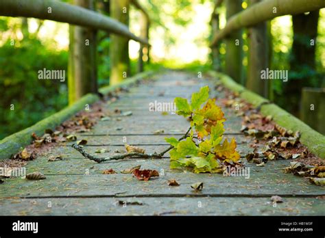 Beautiful Bridge In The Forest Hi Res Stock Photography And Images Alamy