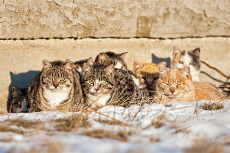 Helping Feral Cat Colonies During The Winter Months Cattipper