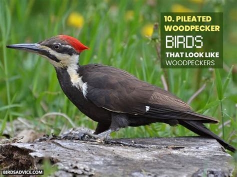 10 Birds That Look Like Woodpeckers Downy Woodpecker 2022