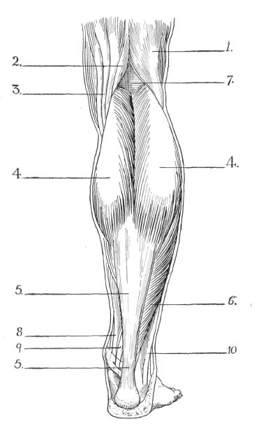 Anterior Leg Muscles Unlabeled
