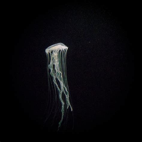 Jellyfish Explored 2016 01 20 Lisbon Oceanarium Portug Flickr