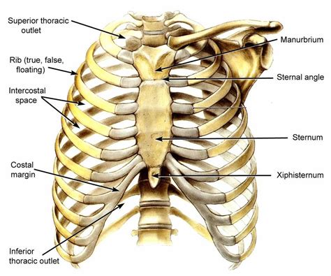 Sternum, costal cartilages, and ribs image source: GI and Metabolism Anatomy - Glands And Guts with Biskobing ...