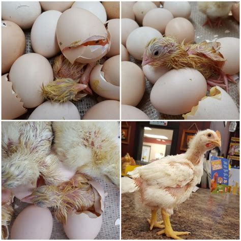 Jumbo Cornish Cross Fertile Hatching Eggs For Sale Fresh Fertile Eggs Cackle Hatchery®