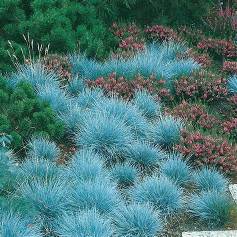 Great Ground Covers For Your Garden • The Garden Glove Blue Fescue