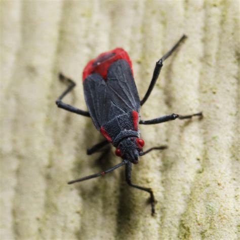 Red Beetle Garden Pest Identification Fasci Garden