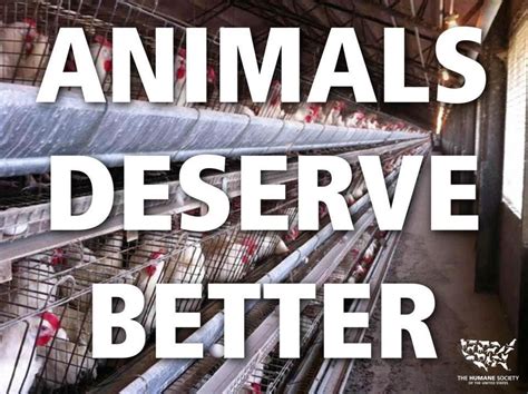 End Factory Farming Animal Activism Animal Advocacy Stop Animal Cruelty