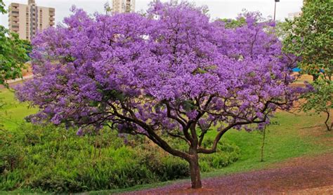 Jacarandá Mimoso árvore Ornamental Perfeita Para Arborização Urbana