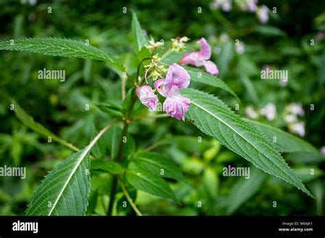 Himalayan Balsam Impatiens Glandulifera A Non Native Invasive Plant