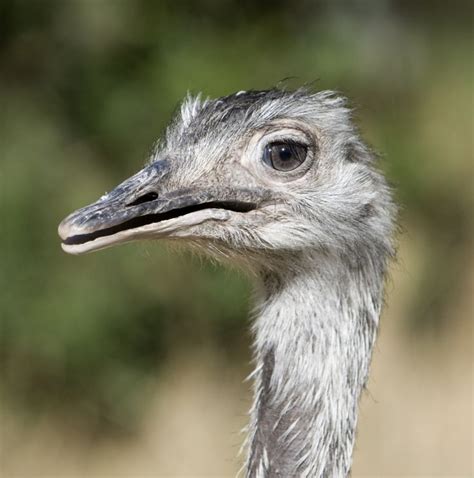 Greater Rhea | Rhea bird, Birds, Animal wallpaper