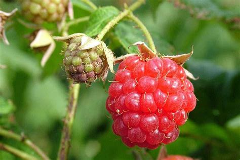 How To Grow Raspberries Rhs Gardening