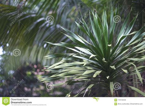 Sharp Long Leaves Of A Tropical Plant Stock Image Image