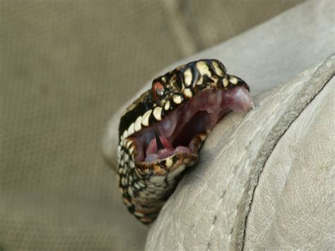 Types Of Snake Teeth Cswd