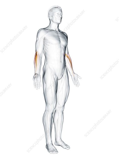 Extensor Carpi Radialis Longus Muscle Illustration Stock Image