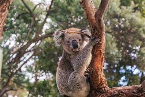Koala Bear On Brown Tree Branch · Free Stock Photo