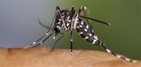 Asian Tiger Mosquito Life Cycle