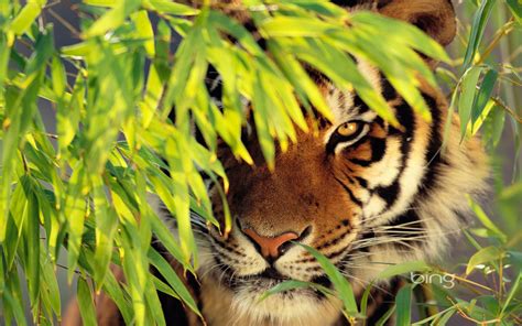 48 Bing Tiger Wallpapers Wallpapersafari