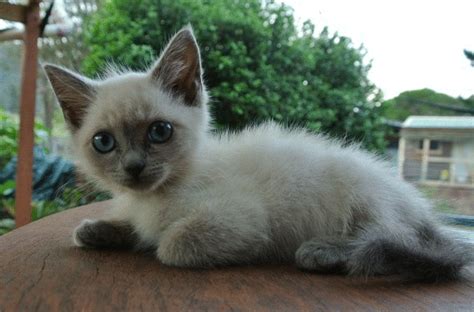 The geelong cats home is gmhba stadium in geelong, australia. Birman X Ragdoll Female (Cream With Blue Points) | Cat ...