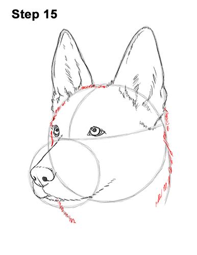 How To Draw A German Shepherd Video And Step By Step Pictures