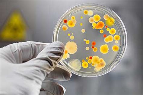 CiÊncias BiolÓgicas Placa De Petri