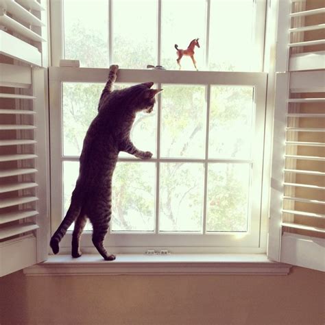 why do cats like to climb cuteness