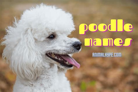 Unique Female Poodle Names Name Meaning Latin