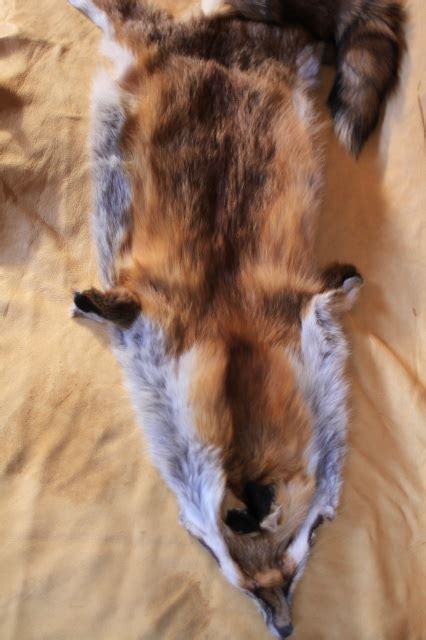 Red Fox Pelt