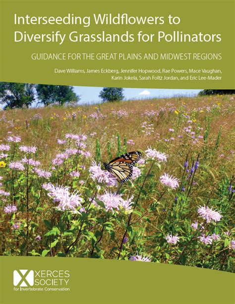 Interseeding Wildflowers To Diversify Grasslands For Pollinators