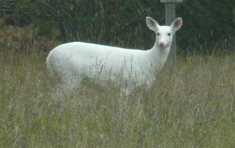 Albino Whitetail Deer Small Herd Of About 11 Albinos In The Wild Near