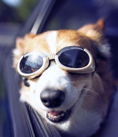 Dog Goggles Doggles Smiling Dogs Cute Animals Animals