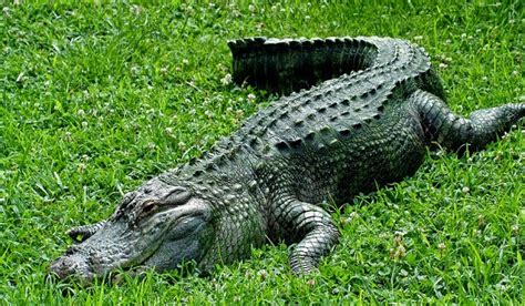 Reptiles Lizards And Snakes Crocodiles And Alligators Turtles And