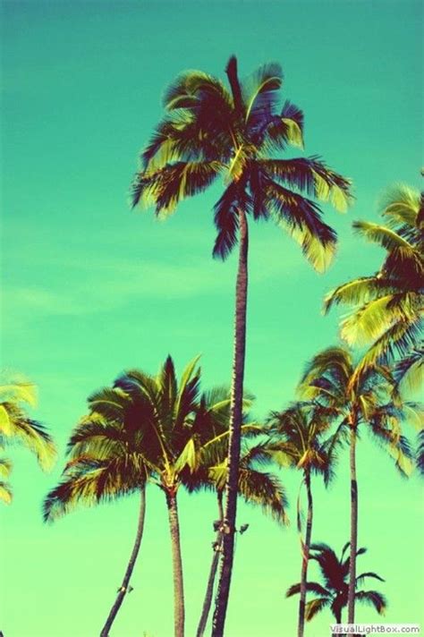 Take Me To Where The Palm Trees Sway In The Sea Breeze Palm Trees