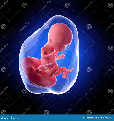 Human Fetus Week Stock Illustration Illustration Of Human 58829827