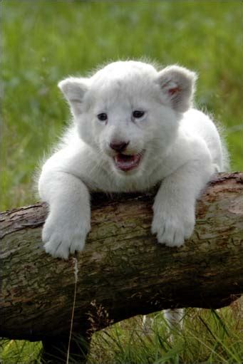 Bbc Hereford In Pictures Baby White Lion Cubs